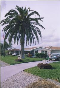 Palm tree in front of house